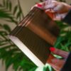قرنیز چوبی چلا، نمونه قرنیز قهوه‌ای در دست کنار گیاه