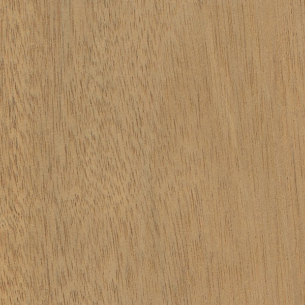 چوب ماهون هندوراس